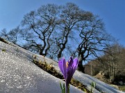 05 Crocus vernus sbocciato tra la neve in scioglimento ai Tre Faggi (1399 m) 